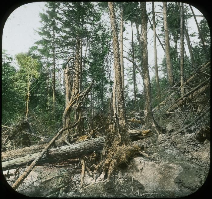 Effects of Forest Fire - Black Bear Mt.