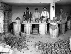 Agriculture. Packing Niagara grapes and peaches