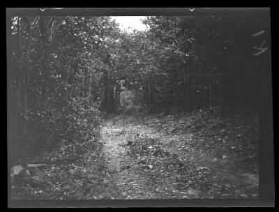 Civilian Conservation Corps foot trail, Almond, N.Y.