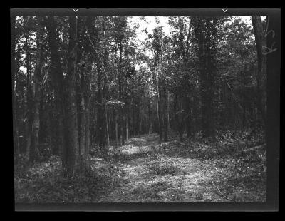 Civilian Conservation Corps foot trail, Almond, N.Y.