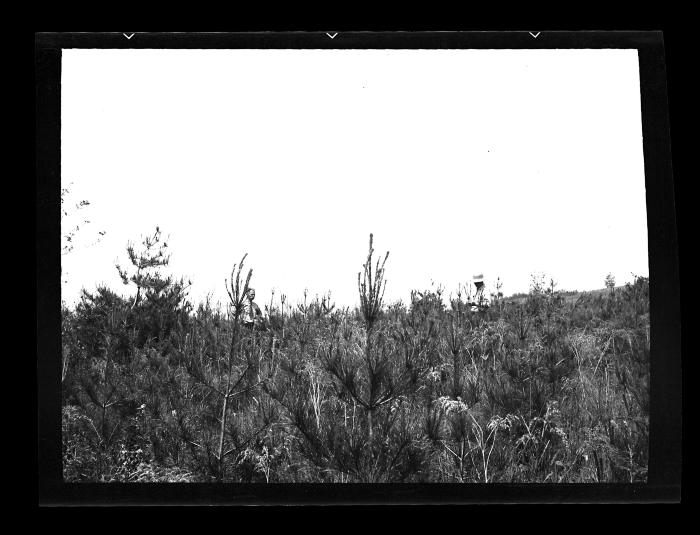 White pine plantation, Livingston County