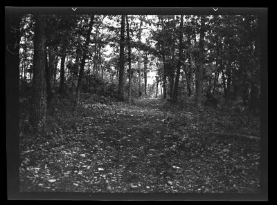 Foot trail between two CCC projects, Schuyler County