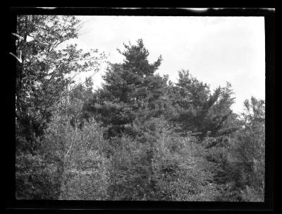 Pine with Hardwoods in woodlot