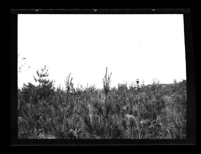 White pine plantation, Livingston County