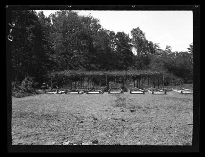 Hardwood tree nursery near Centerville, N.Y.