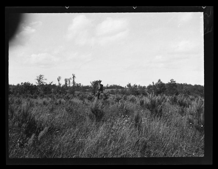 Reforestation with Red Pine by CCC, Steuben County