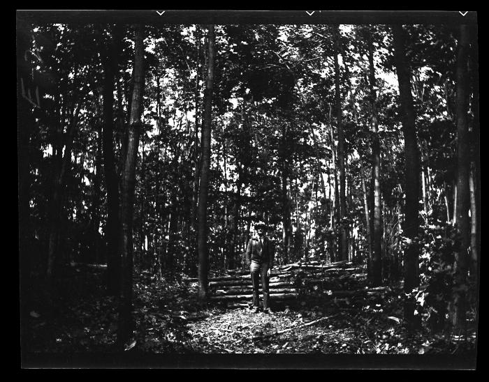 Forest Stand Improvement in Schuyler County Woodlot