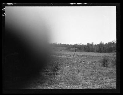 Reforestation area near Palmer Pond