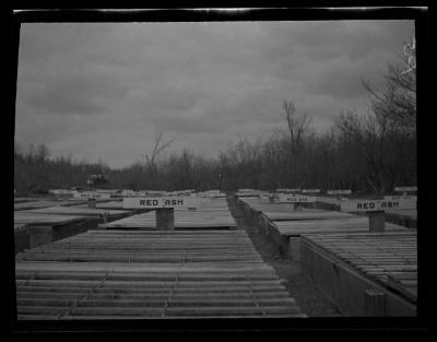 Seed beds at CCC tree nursery, Allegany County