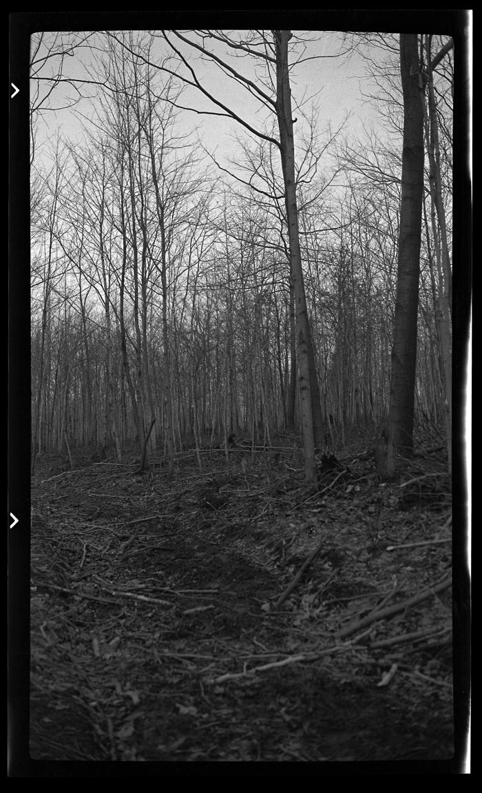 Forest Stand Improvement in Tompkins County