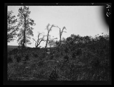 White Spruce plantation near Almond, New York