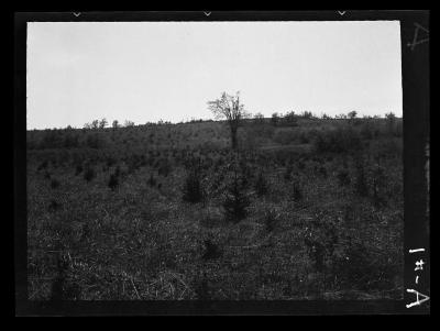 Norway Spruce Plantation, Allegany County