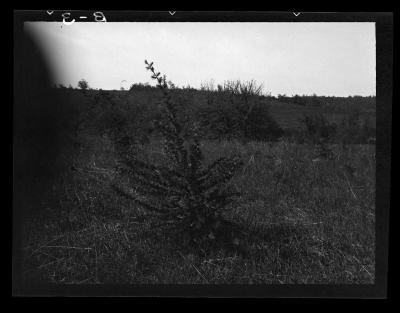 European larch at reforestation area near Almond, New York