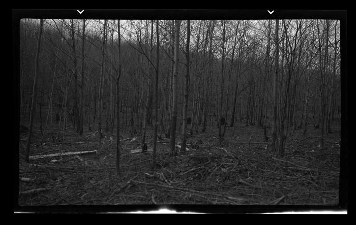 Forest Stand Improvement in Tompkins County