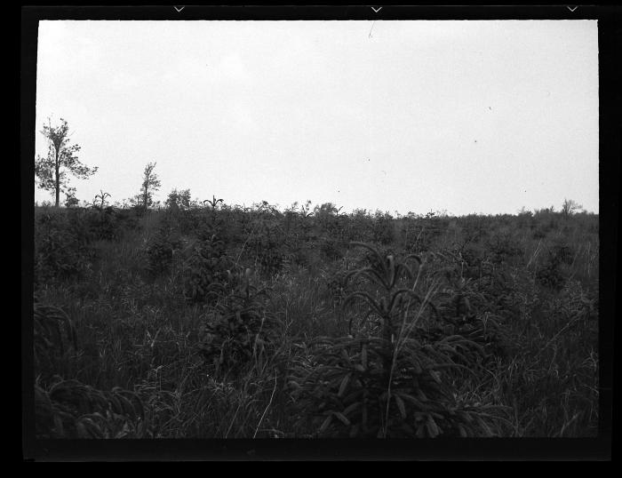 Christmas tree plantation of Norway Spruce planted as 2 yr. stock spring in 1931