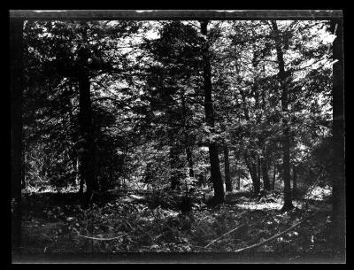 Pine with hemlock in woodlot