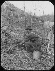 Planting a seedling tree