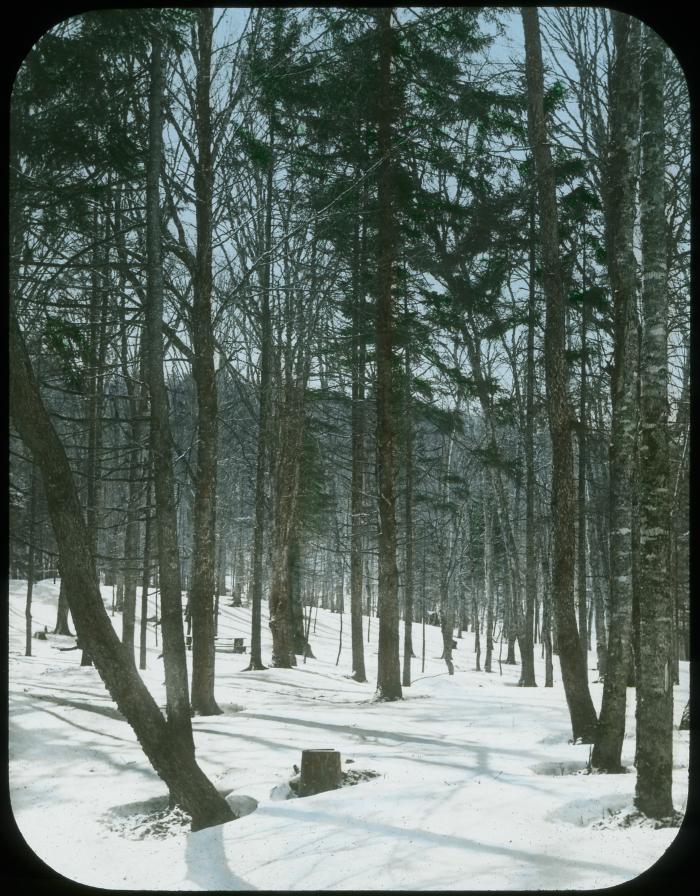 Winter in the Forest