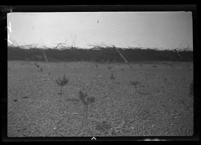 Red pine seedlings on sand dune, St. Lawrence County