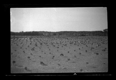 Field of Red Pine Seedlings, St. Lawrence County