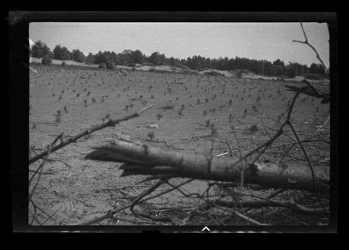 Red pine plantation, St. Lawrence County