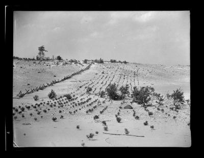 Pine seedlings in reforestation area