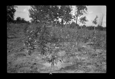 Black cherry seedlings at tree nursery