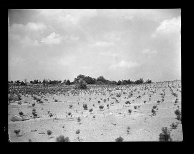 Pine seedlings in reforestation area