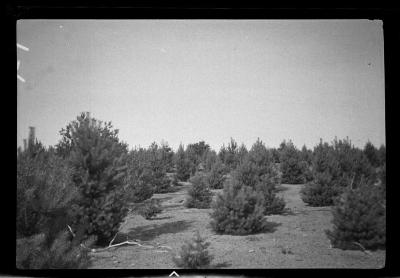 Young scotch pine trees, St. Lawrence County