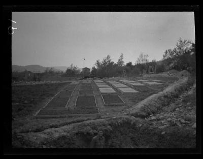 Seedbeds in CCC tree nursery, Allegany County