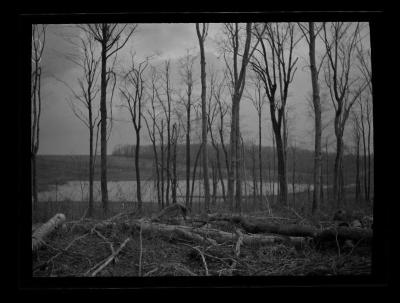 Woodlot near Palmer Pond, West Almond, N.Y.