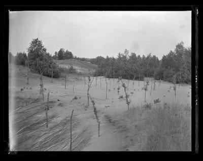 Pine seedlings in reforestation area