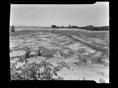 Proposed reforestation area, Preston, N.Y.