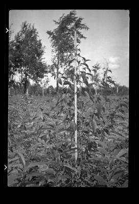 Black cherry seedling at tree nursery