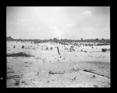 Pine seedlings in reforestation area