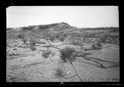 Red pine plantation on sand dune, St. Lawrence County