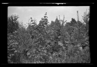 Young boy in reforestation area