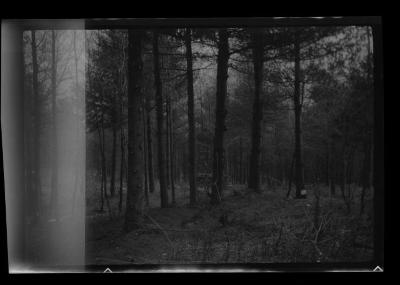 Stand of white pine, pruned and thinned, St. Lawrence County