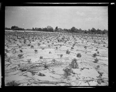 Pine seedling plantation at reforestation area