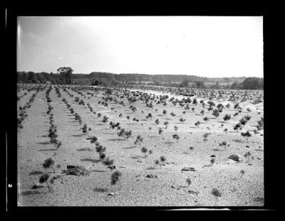 Pine seedling plantation at reforestation area