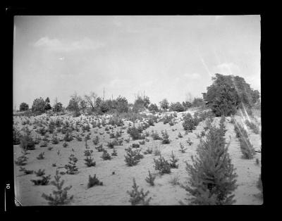 Pine seedling plantation at reforestation area