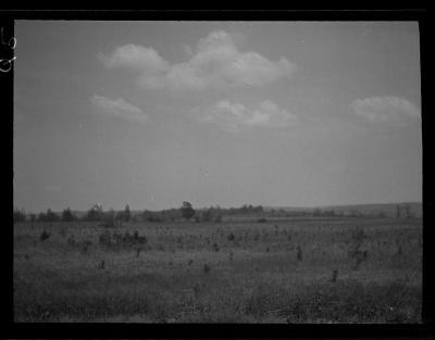 Red pine plantation area, Allegany County