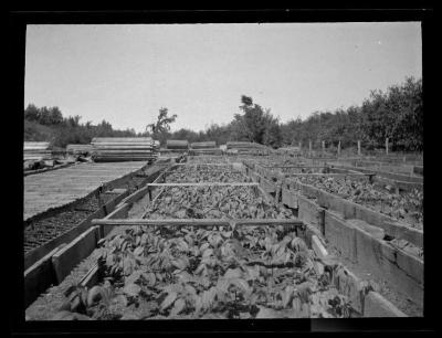 Black Walnut seedlings in seedbeds, Allegany County