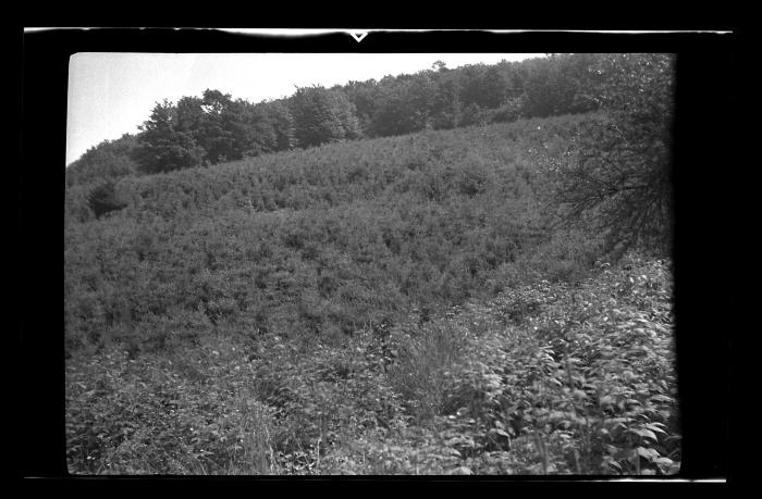 Field of White Pines, Otsego County