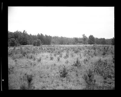 Pine seedling plantation at reforestation area