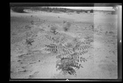 Black locust, St. Lawrence County