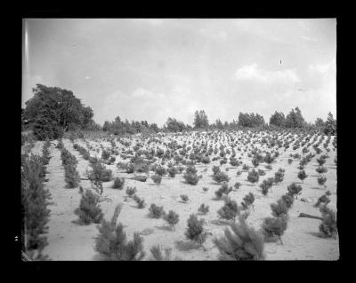 Pine seedlings in reforestation area