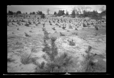 Red pine seedlings on sand dune, Newton, N.Y.