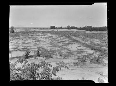 Proposed reforestation area, Preston, N.Y.