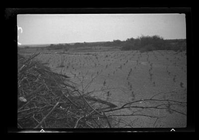 Red pine seedlings on sand dune, St. Lawrence County